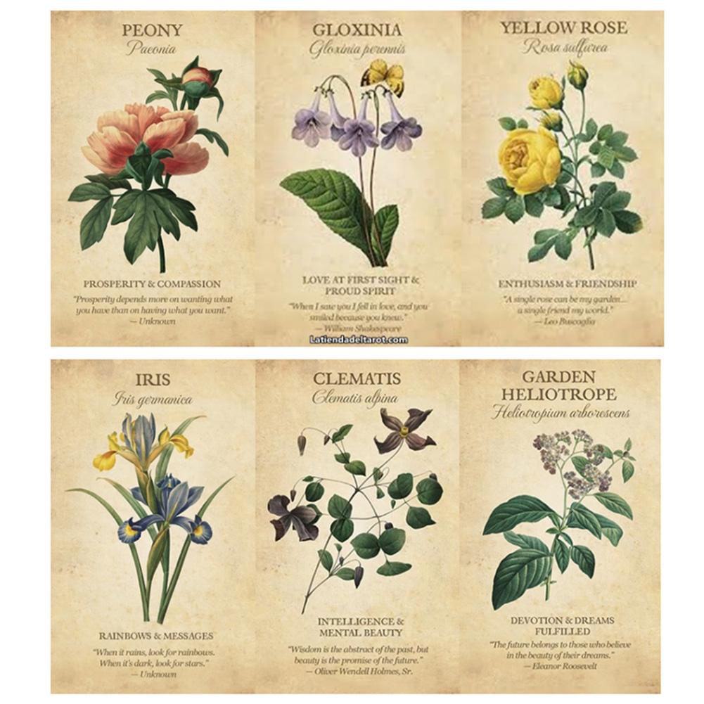 Botanical Inspiration Oracle c - Board Game Inspiration recension och pris