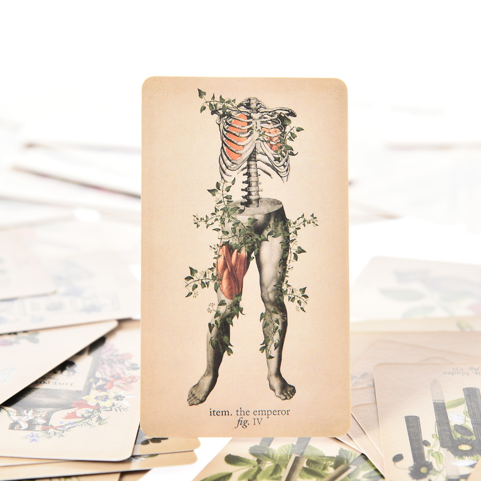 The Antique Anatomy Tarot Card - Board Game Pdf recension och pris